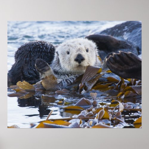 Sea otter wrapped in kelp poster
