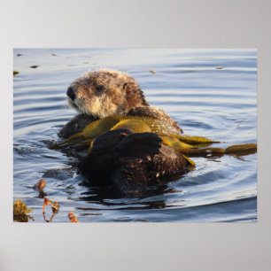 Sea Otter Wrapped in Kelp Poster