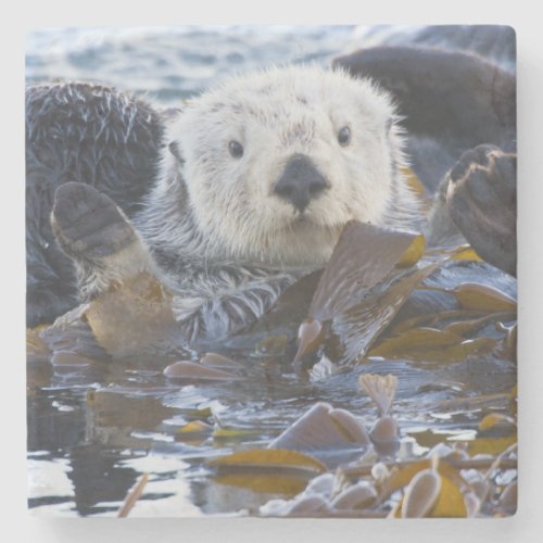 Sea otter wrapped in kelp stone coaster