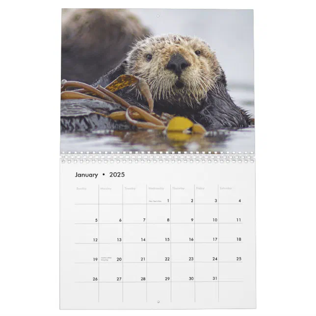 Sea Otters and Seals 2015 Wall Calendar Wildlife Zazzle