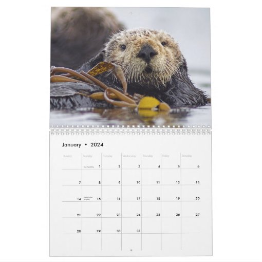 Sea Otters and Seals 2017 Wall Calendar Wildlife Zazzle