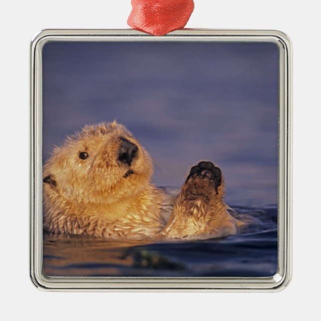 Sea Otters, Enhydra lutris 2 Metal Ornament (Front)