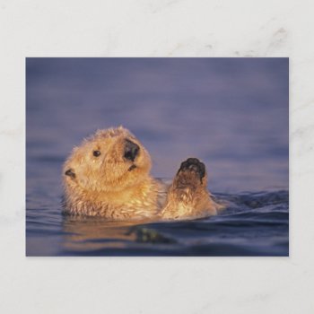 Sea Otters  Enhydra Lutris 2 Postcard by theworldofanimals at Zazzle