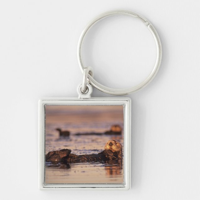 Sea Otters, Enhydra lutris 3 Keychain (Front)