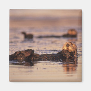 Sea Otters, Enhydra lutris 3 Magnet
