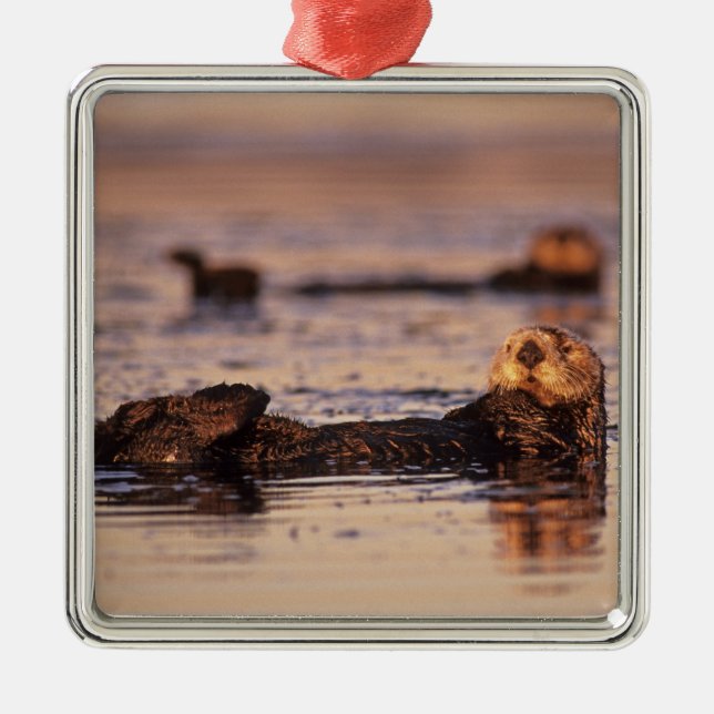 Sea Otters, Enhydra lutris 3 Metal Ornament (Front)