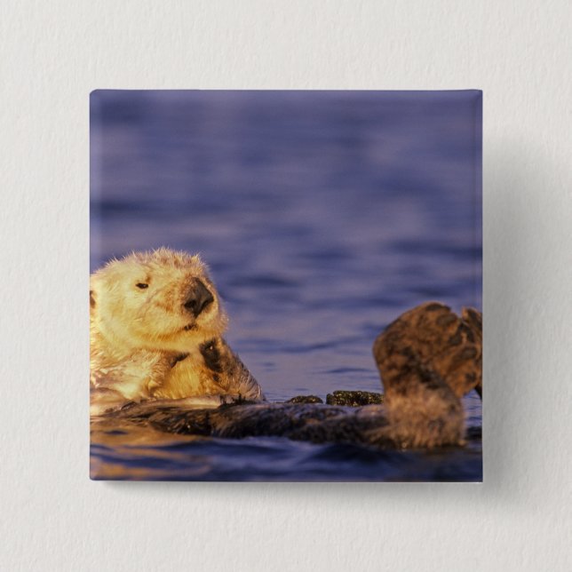 Sea Otters, Enhydra lutris 4 Pinback Button (Front)
