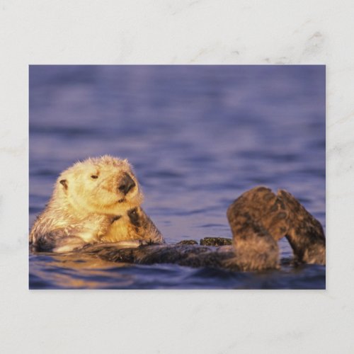 Sea Otters Enhydra lutris 4 Postcard