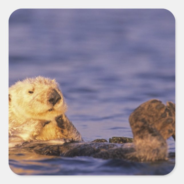 Sea Otters, Enhydra lutris 4 Square Sticker (Front)