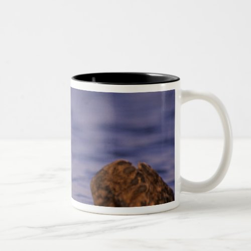 Sea Otters Enhydra lutris 4 Two_Tone Coffee Mug