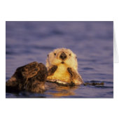 Sea Otters, Enhydra lutris 5 (Front Horizontal)