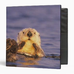 Sea Otters, Enhydra lutris 5 Binder