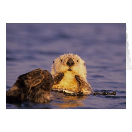 Sea Otters, Enhydra lutris 5 Cards (Front Horizontal)