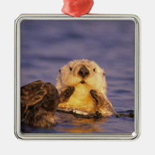 Sea Otters, Enhydra lutris 5 Metal Ornament