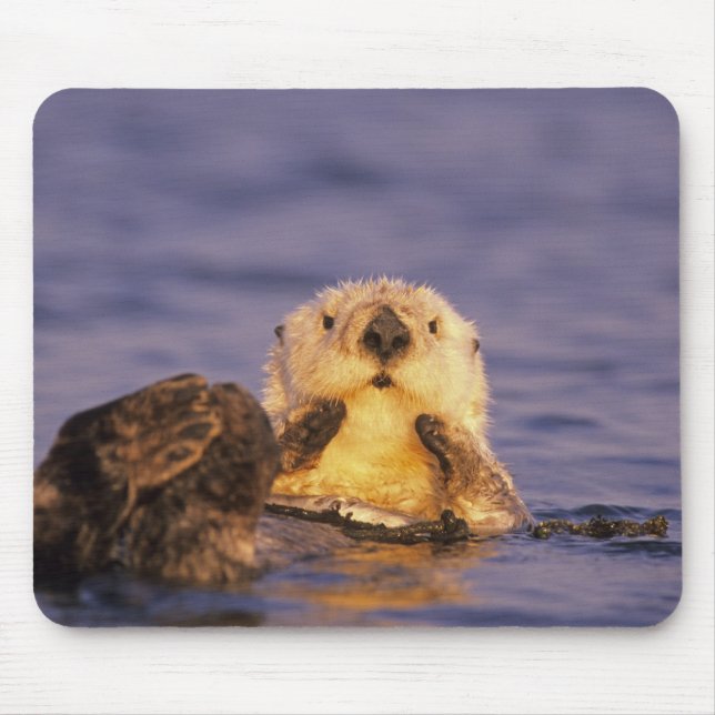 Sea Otters, Enhydra lutris 5 Mouse Pad (Front)