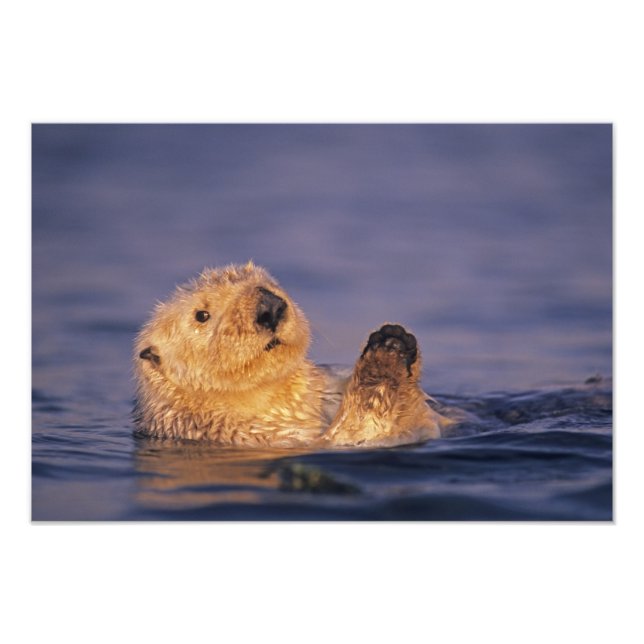 Sea Otters, Enhydra lutris 5 Photo Print (Front)