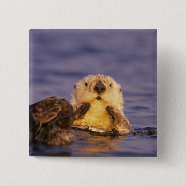 Sea Otters, Enhydra lutris 5 Pinback Button (Front)
