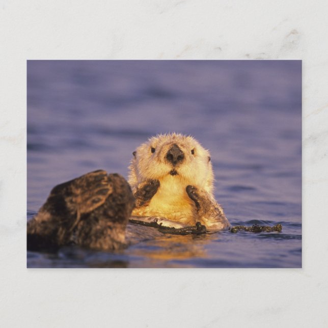 Sea Otters, Enhydra lutris 5 Postcard (Front)