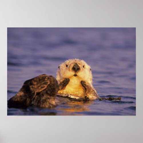 Sea Otters Enhydra lutris 5 Poster