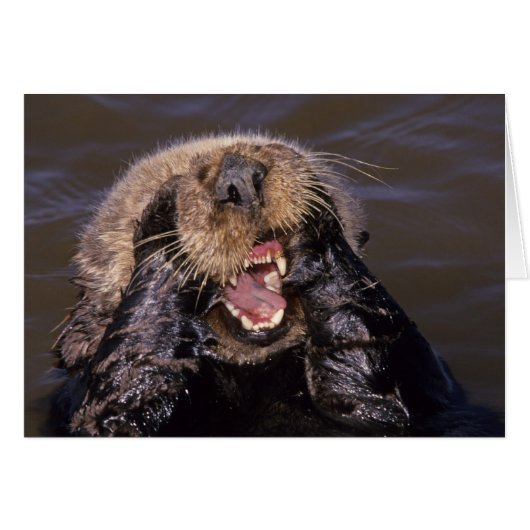 Sea Otters, Enhydra lutris 6 Cards (Front Horizontal)