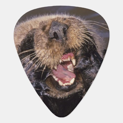 Sea Otters Enhydra lutris 6 Guitar Pick