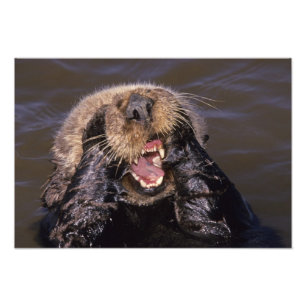 Sea Otters, Enhydra lutris 6 Photo Print