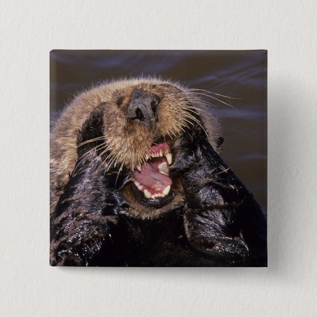 Sea Otters, Enhydra lutris 6 Pinback Button (Front)