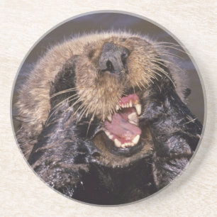 Sea Otters, Enhydra lutris 6 Sandstone Coaster