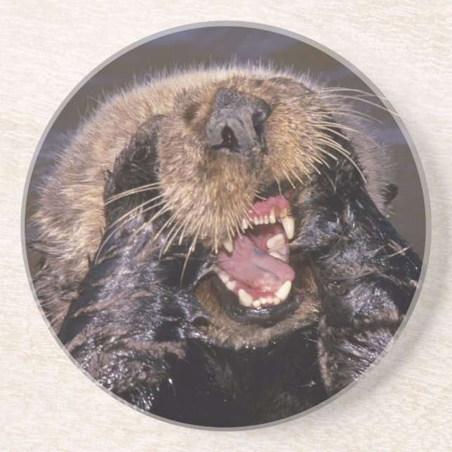 Sea Otters, Enhydra lutris 6 Sandstone Coaster (Front)