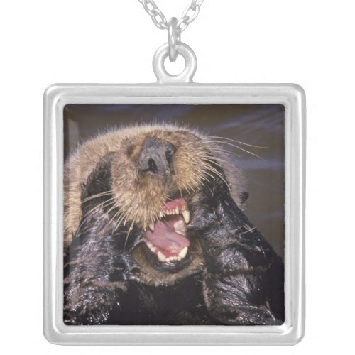 Sea Otters Enhydra lutris 6 Silver Plated Necklace