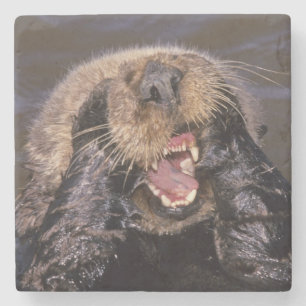 Sea Otters, Enhydra lutris 6 Stone Coaster