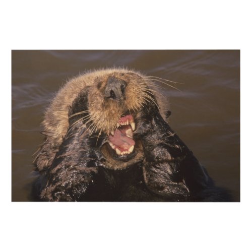 Sea Otters Enhydra lutris 6 Wood Wall Decor