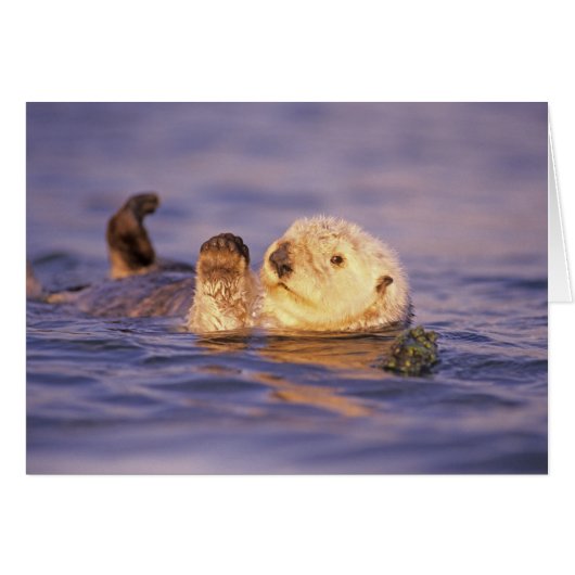 Sea Otters, Enhydra lutris Cards (Front Horizontal)