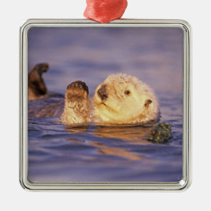Sea Otters, Enhydra lutris Metal Ornament