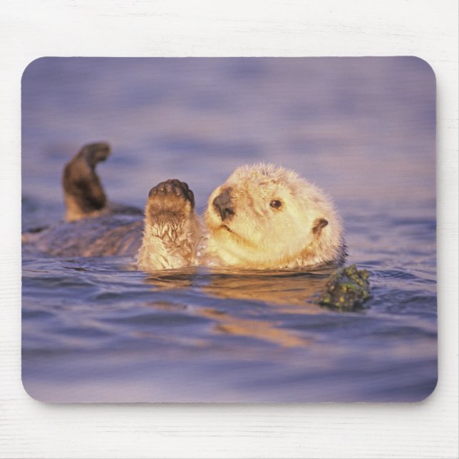 Sea Otters, Enhydra lutris Mouse Pad (Front)