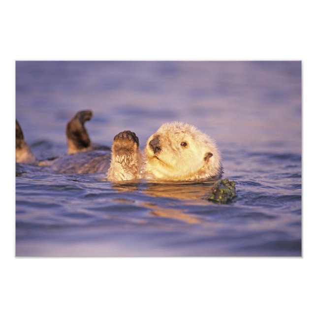 Sea Otters, Enhydra lutris Photo Print (Front)