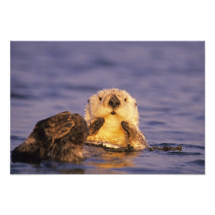Sea Otters, Enhydra lutris Photo Print