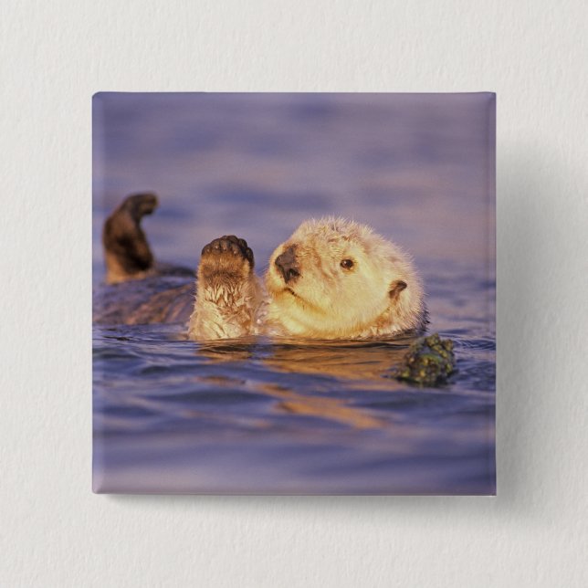 Sea Otters, Enhydra lutris Pinback Button (Front)
