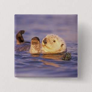 Sea Otters, Enhydra lutris Pinback Button