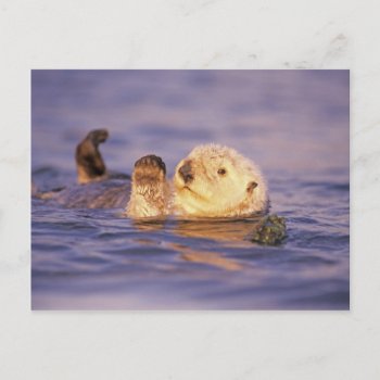 Sea Otters  Enhydra Lutris Postcard by theworldofanimals at Zazzle