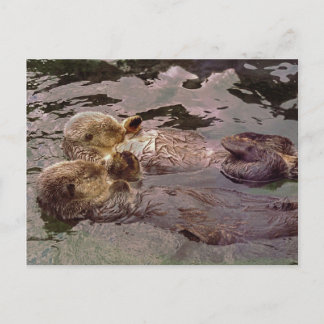 Sea Otters Holding Hands Postcard