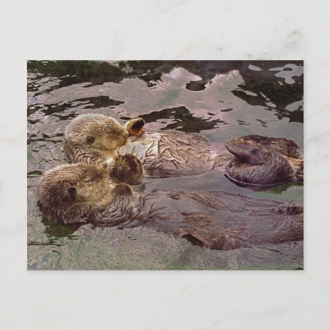 Sea Otters Holding Hands Postcard (Front)