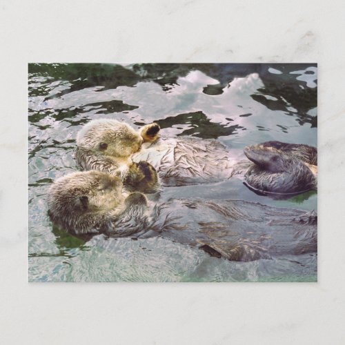 Sea Otters Holding Hands Postcard