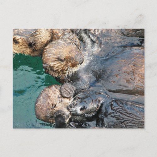 Sea Otters in Capture Pens Postcard