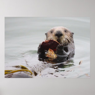Sea Otters Love Crab for Breakfast Poster