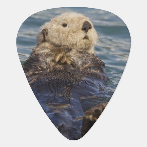 Sea otters play on icebergs at Surprise Inlet Guitar Pick