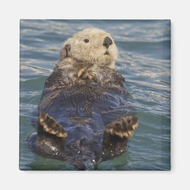 Sea otters play on icebergs at Surprise Inlet Magnet (Front)