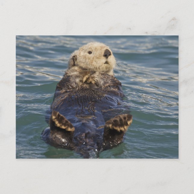 Sea otters play on icebergs at Surprise Inlet Postcard (Front)