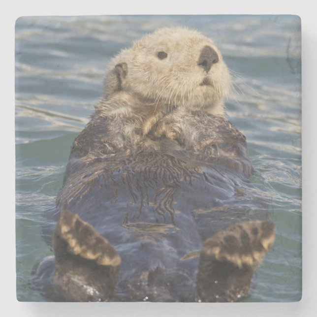 Sea otters play on icebergs at Surprise Inlet Stone Coaster (Front)