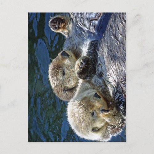 Sea_otters Postcard